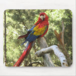 Macaw Parrot Mousepad
