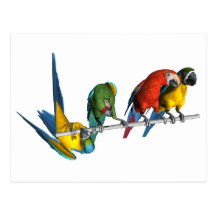 Macaw Parrot Post Card
