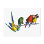 Macaw Parrot postcards