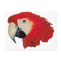 Macaw Parrot Postcards