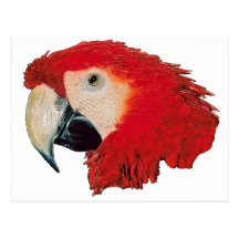 Macaw Parrot Postcards