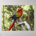 Macaw Parrot Poster posters