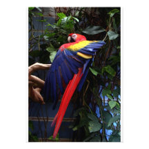 Macaw Personalized Invitations
