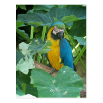 Macaw postcards