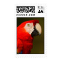 macaw postage