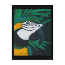 Macaw Postcard