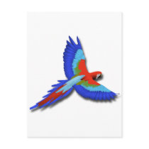 Macaw Post Card