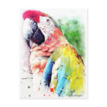 Macaw postcards