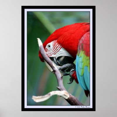 Macaw Posters by nabinthomas