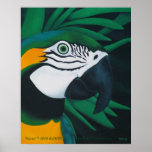 Macaw Poster posters