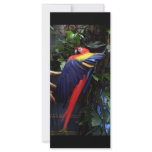 Macaw rack cards