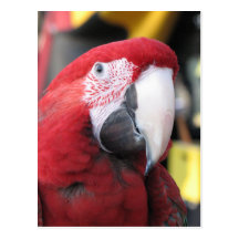 Macaw vertical postcard