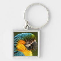 macaw, yellow and gold keychains