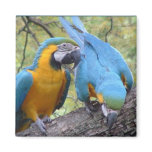macaw your magnet