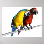 Macaws in Love posters