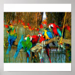 Macaws on Parade posters