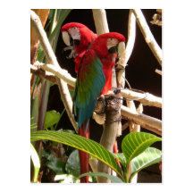 Macaws Post Card