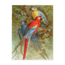 Macaws Postcards