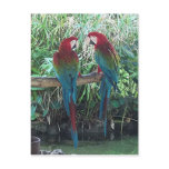 Macaws postcards