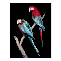 MACAWS POSTCARD