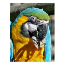 MACAWS POSTCARD