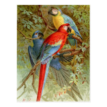 Macaws Postcards