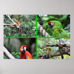 Macaws posters
