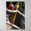 Macaws Poster posters