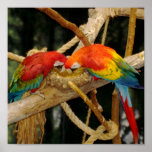 Macaws Poster posters