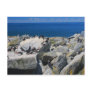 Machias Seal Island Atlantic Puffins Razorbills Post Card