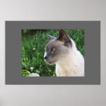 Macho The Cat posters