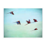 Mackaws Flying