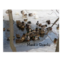 Mack's Quacks Postcard