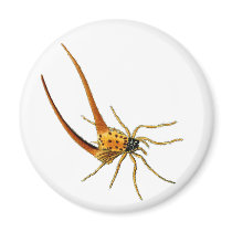 Macracantha Magnets