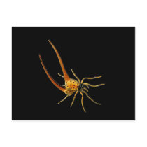 Macracantha Postcard