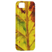 Macro Autumn Leaf