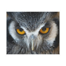 Macro Black and White Owl Gallery Wrapped Canvas