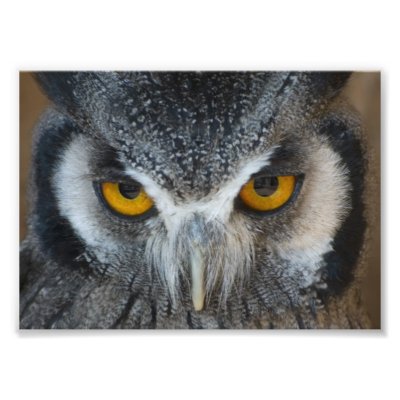 Owl Macro