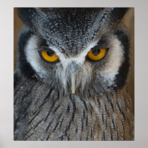 Macro Black and White Owl Posters