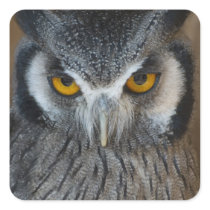 Macro Black and White Owl Square Stickers