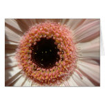 Macro Flower cards