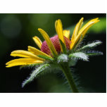 Macro Flowers Petals photo sculptures