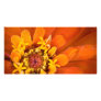 Macro of an orange Zinnia Flower Picture Card