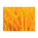 Macro Of Mushroom Post Cards