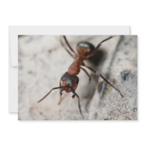 Macro of red ant custom invites