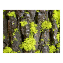 Macro on the PCT Postcards