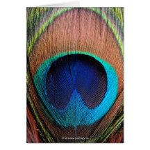 Macro Peacock Feather Rich Blues Photographic Greeting Card