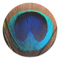 Macro Peacock Feather Rich Blues Photographic