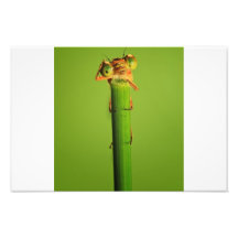 macro photo