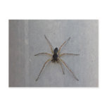 Macro photo black and beige spider, 7 legs postcards